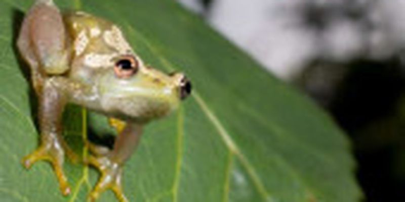 У Танзанії виявили новий вид жаб, які не вміють квакати