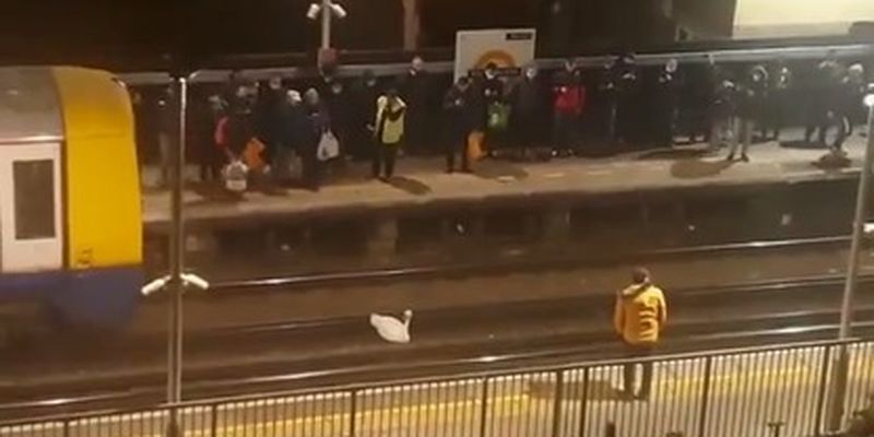 В Лондоне лебедь на полтора часа парализовал работу метро: фото и видео