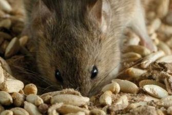 На Черниговщине "мыши съели" 600 тонн зерна Госрезерва