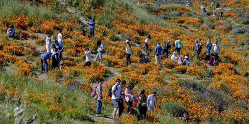 В Каліфорнії обмежили в'їзд туристам через аномальне цвітіння