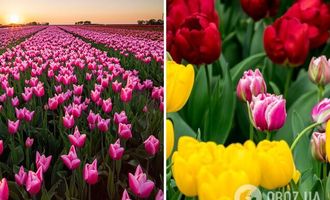 "Украинская Голландия": топ парков, где можно полюбоваться цветением цветов