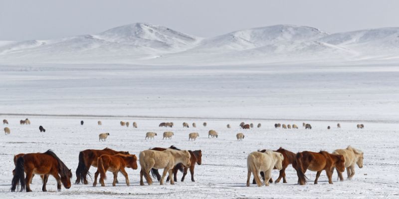 В Монголии дзуд убил пять миллионов животных: у людей заканчивается еда