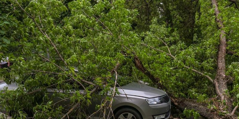 В Киеве на автомобиль Skoda рухнуло дерево: движение перекрыто