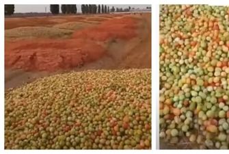Фермеры выбрасывают на поля горы помидоров, видео: остается только "удобрять" землю