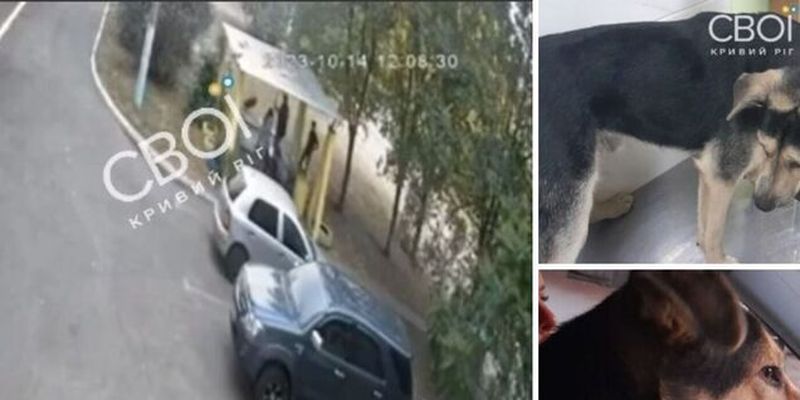 В Кривом Роге мужчина подстрелил дворового пса в присутствии детей: в стрелке опознали эксдепутата от "Оппоблока"