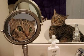 "Испугался себя?" В сети появилось забавное фото кота в зеркале