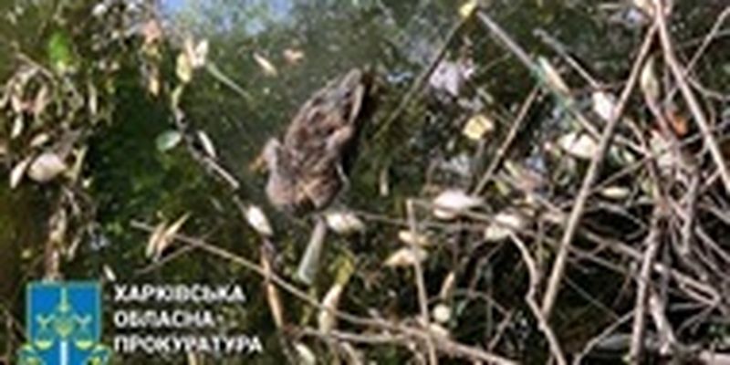 Под Харьковом зафиксирована массовая гибель рыбы и диких уток