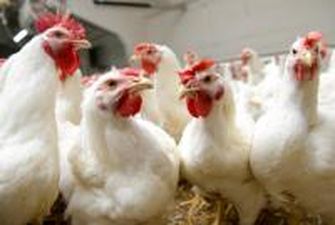 Экспорт украинской курятины превысил полмиллиарда долларов