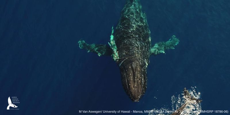 На Гавайях океанологи освободили кита, намотавшего на себя 150-метровую веревку