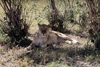 Львица съела антилопу на глазах у туристов