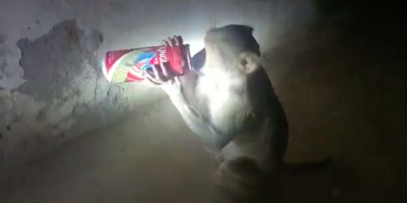 Власти Индии ловят обезьяну-алкоголика, которая нападает на винные магазины