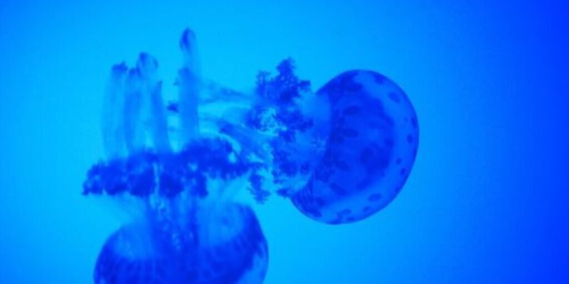 На Азовском море побережье оказалось занято сотнями медуз