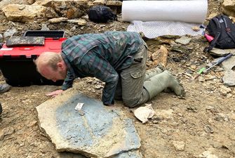 Существа пытались защититься: в Британии археологи обнаружили уникальное кладбище морских животных