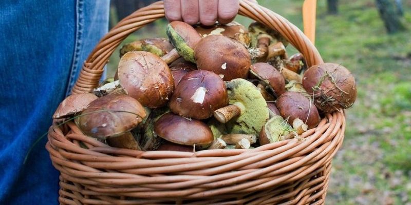 Эксперты назвали четыре вида самых полезных грибов