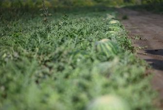 На Закарпатье выращивают арбузы в промышленных объемах