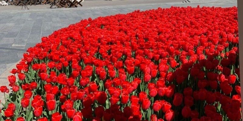 Нидерланды в знак поддержки отправляют в Украину 120 тысяч тюльпанов