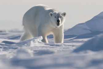 Вже не врятувати: льоду в Північному Льодовитому океані не стане до 2050 року