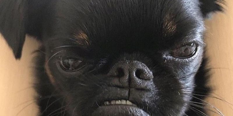 Вечно «сердитый» пес стал интернет-сенсацией