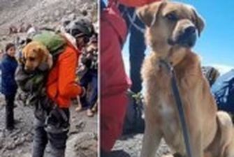 Група альпіністів врятувала собаку з найвищої гори Мексики