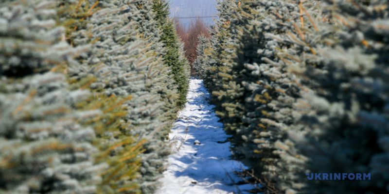 В Житомире утилизированные новогодние елки будут использовать для обогрева теплиц
