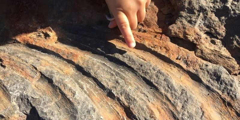 Во Владивостоке дети обнаружили останки ихтиозавра