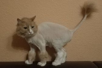 Подстригли под льва: кот с нелепой стрижкой рассмешил пользователей Сети