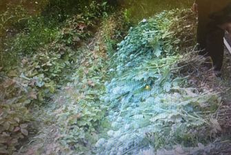 На Львовщине у пенсионерки изъяли более 1000 растений снотворного мака