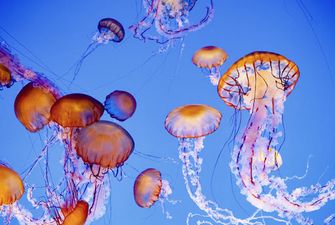 В Кирилловке отдыхающие нашли странное применение медузам. Видео
