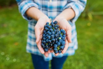 Обнаружено новое полезное свойство винограда
