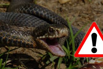 Если вас укусила змея: полезные рекомендации и главные запреты
