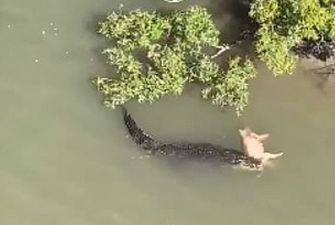 В Австралии огромный крокодил утащил в реку дикую свинью