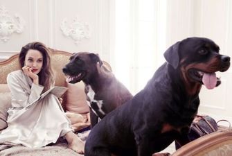 Брэд Питт подал в суд на Анжелину Джоли из-за собак – СМИ