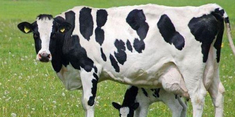 На Вінниччині відкрили притулок для корів