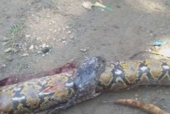Кобра проглотила самую огромную змею в мире: появилось видео