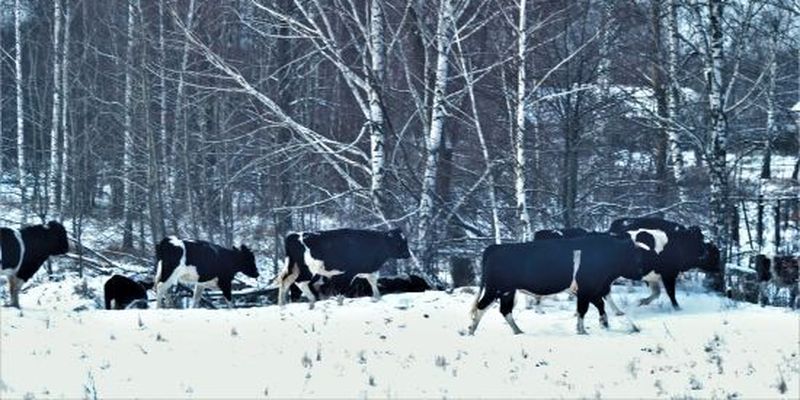 Унікальне стадо здичавілих корів: у Чорнобильському заповіднику розповіли про походження тварин