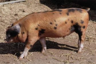 Жителям села в Запорожской области докучают свиньи