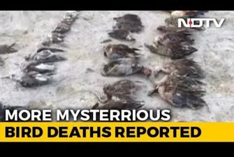 Тысячи мертвых птиц усеяли побережье индийского озера