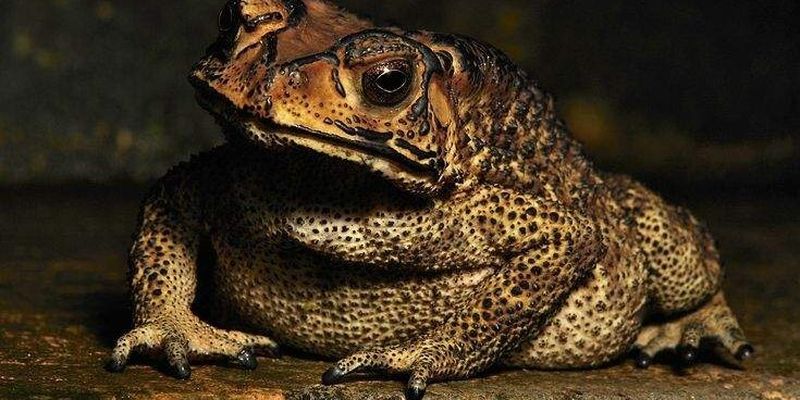 Хорошо обжились. На Мадагаскаре азиатские жабы поставили под угрозу вымирания местную фауну
