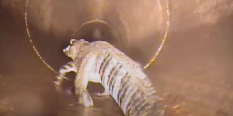 Міф про алігаторів у каналізації — правда: докази були показані у відео
