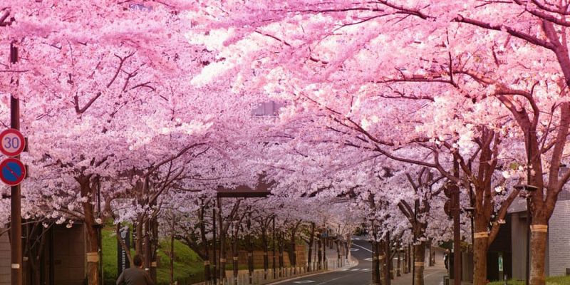 В Японии за 600 лет рекордно рано зацвела сакура