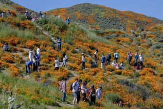В Каліфорнії обмежили в'їзд туристам через аномальне цвітіння