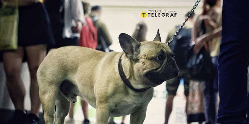 У київському метро дозволяють безкоштовно перевозити собак, але є умови