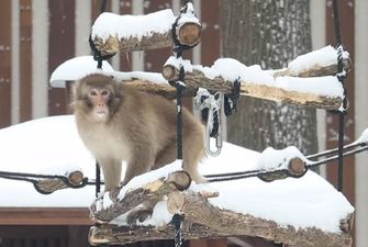 Зимние игры: в харьковском зоопарке устроили снежный квест для макак