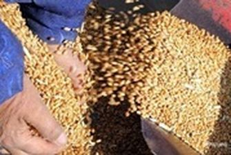 РФ вывезла в Сирию 100 тысяч тонн украденной в Украине пшеницы