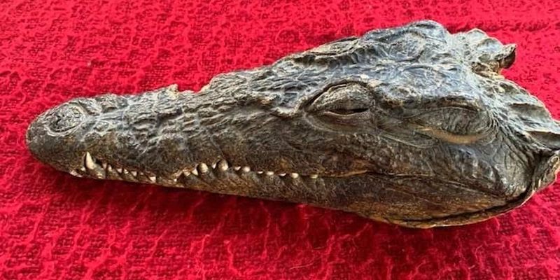 В Новой Зеландии на аукцион выставили голову крокодила, застреленного принцем Филиппом