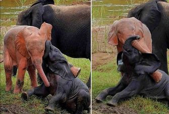 В Африке родился редкий розовый слоненок
