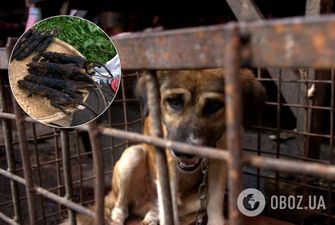 А потом коронавирус! Сеть напугали жареные крысы и замученные собаки на рынке в Индонезии. 18+