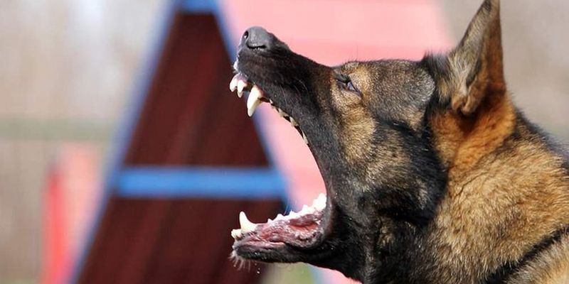 В Запорожье собака перекусила женщине артерию: пострадавшая скончалась