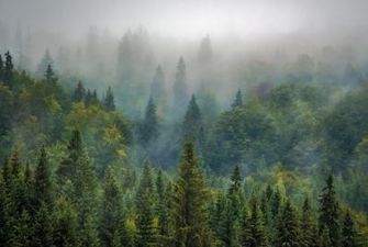На Черкащині дозволили відвідувати ліси, але не всі: перелік небезпечних насаджень