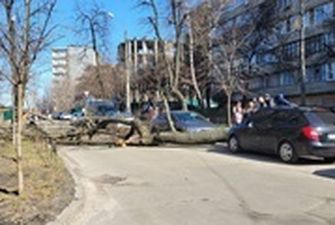 В Киеве от шквального ветра падают деревья и "мигает" свет - СМИ